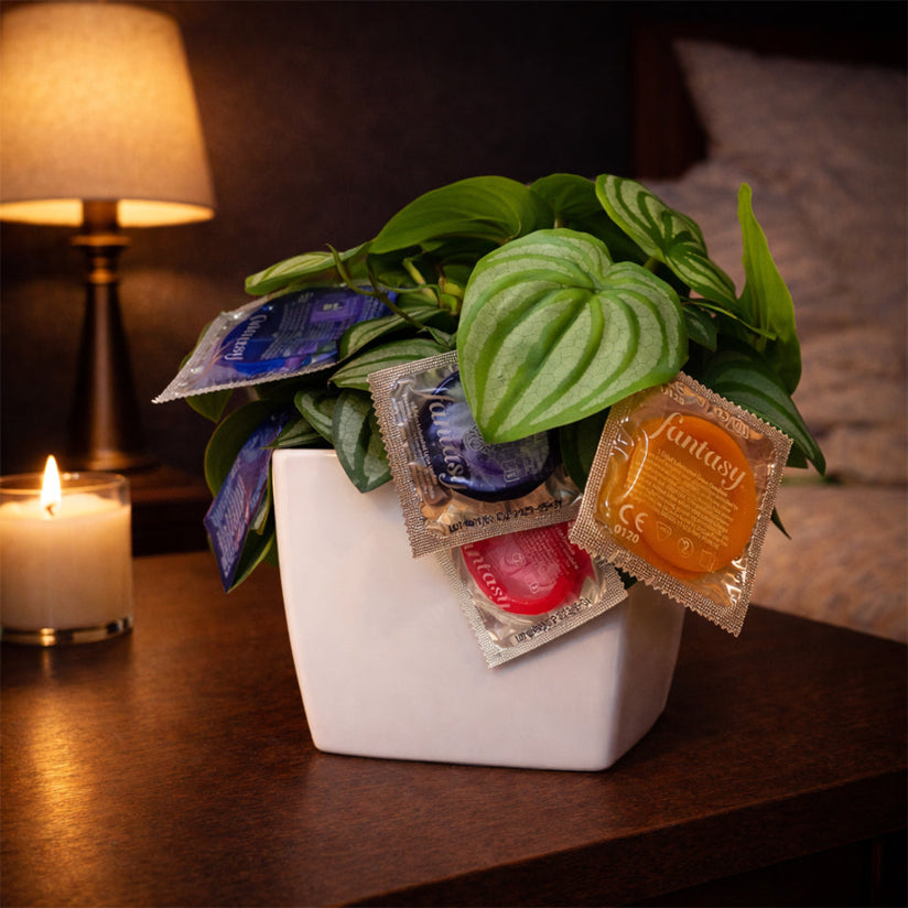 Rubber Tree Plant – Ready When You Are